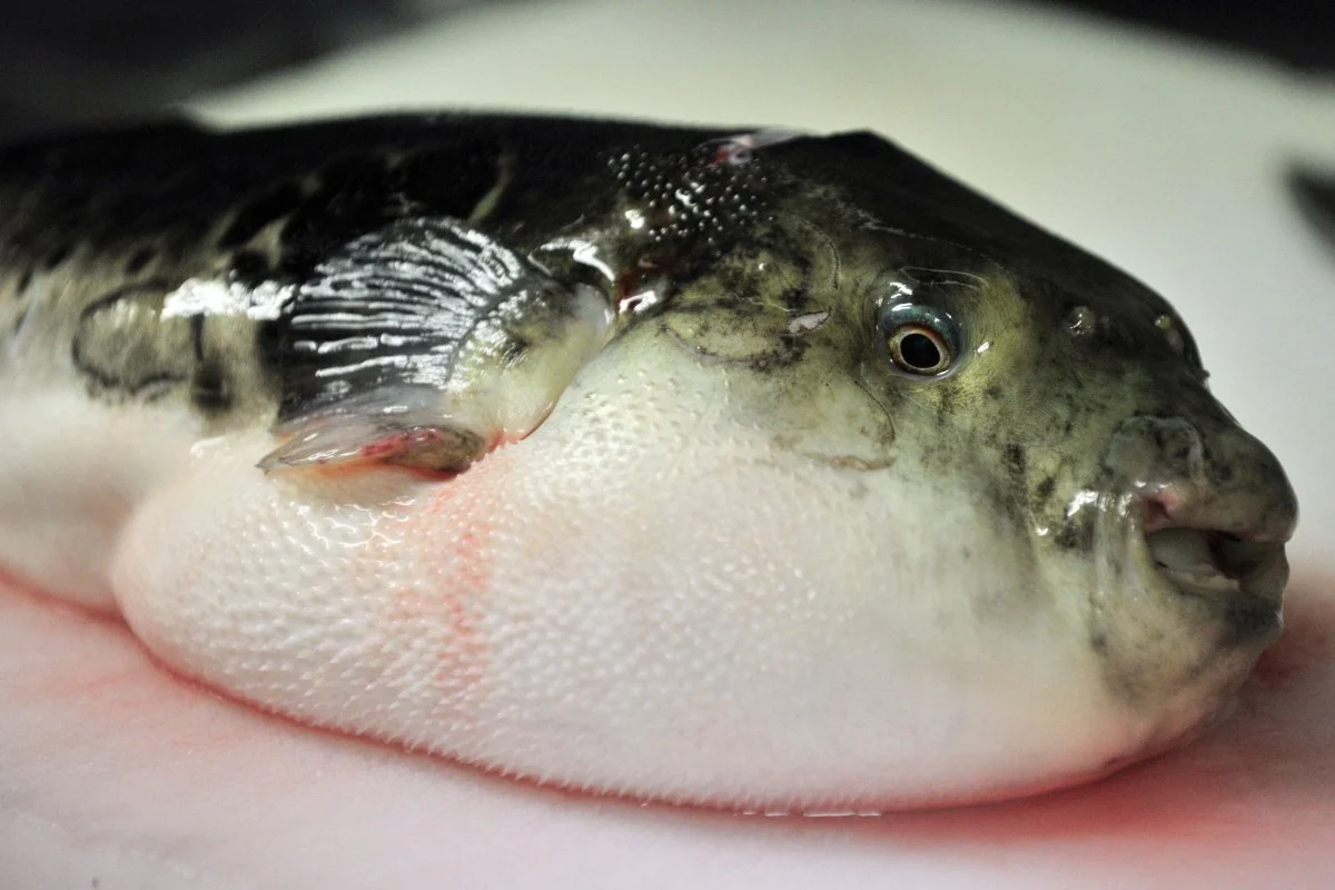 Japan’s Deadliest Delicacy Is Getting More Dangerous